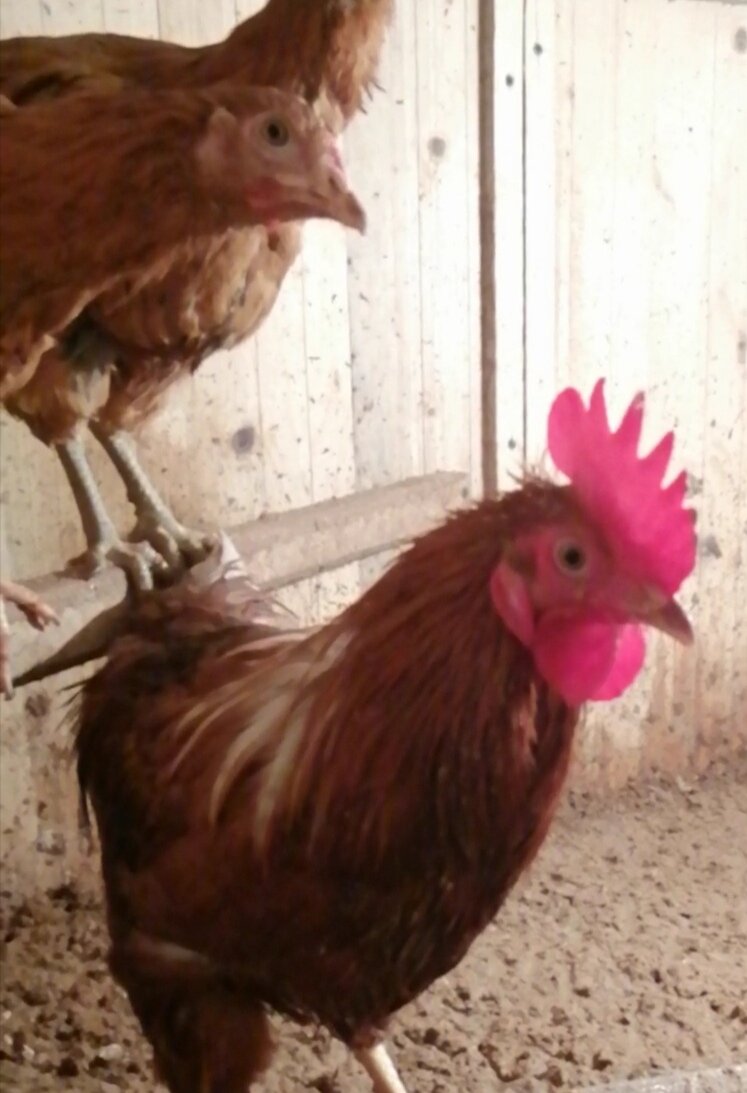 Пётр... И его друзья... 