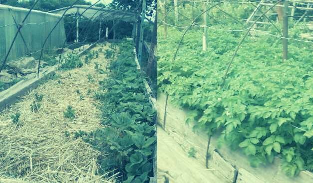 Выращивание картофеля в соломе