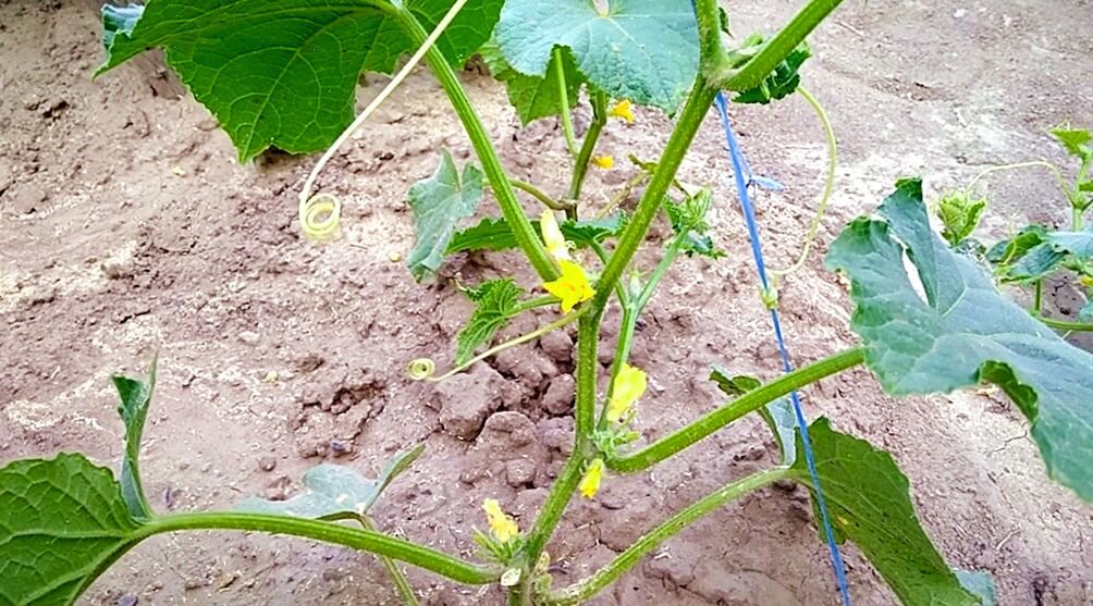 Цветение огурцов