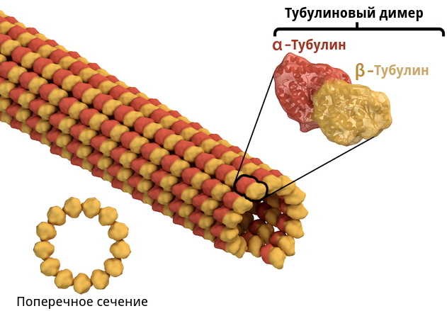 Строение микротрубочки