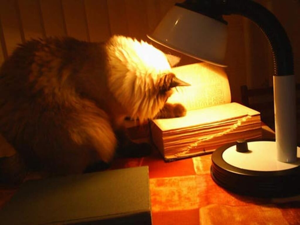 Даже котик заинтересован)