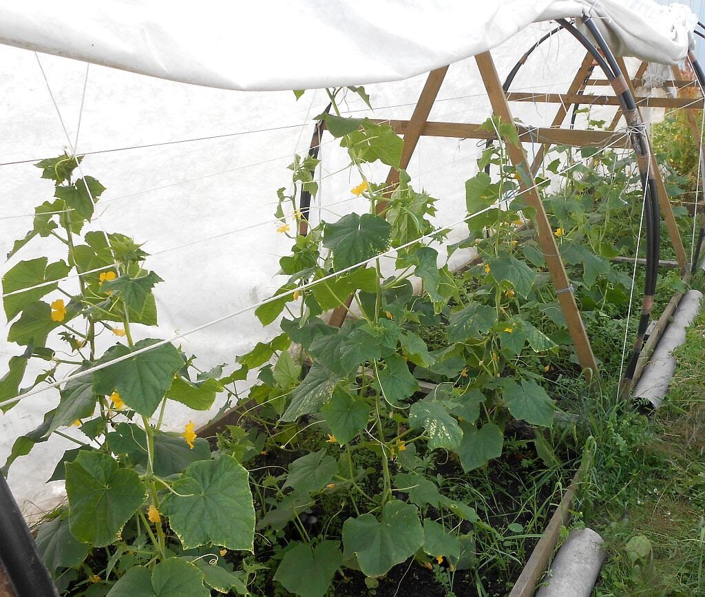 Огурцы все лето были под спанбондом.