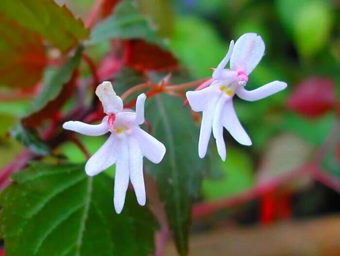 Танцующие девушки (Impatiens Bequaertii)