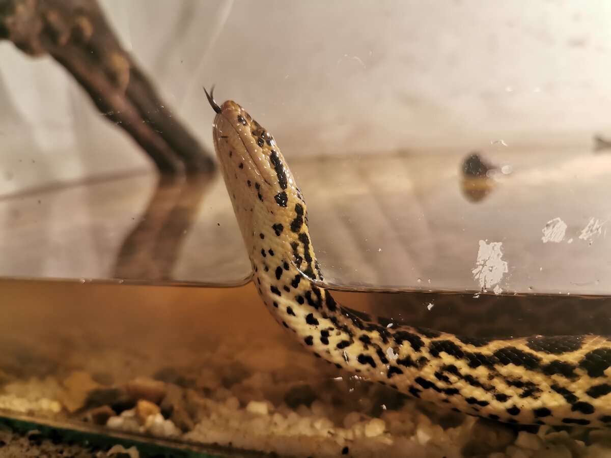 Парагвайская анаконда 