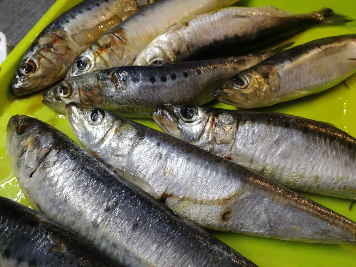 Дюжина иваси, слегка потрёпанная жизнью