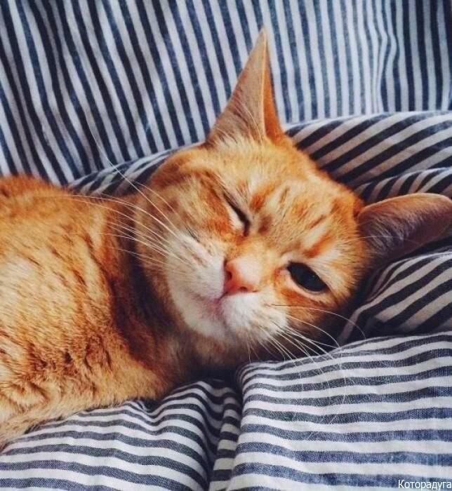  Смешные котики. Источник: vk.com