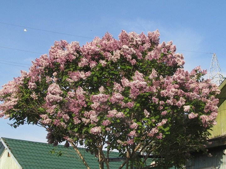 © All rights reserved. --- Цветущая сирень.