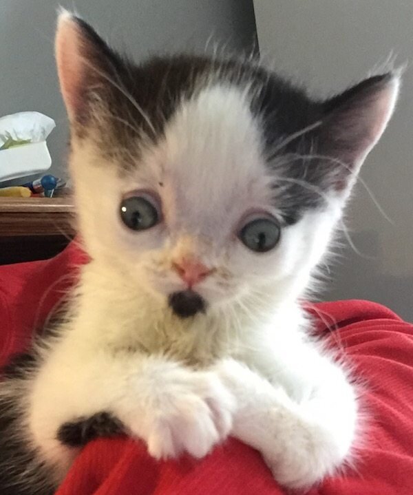 Котенок. Источник фото: imgur.com