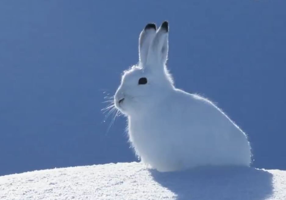 Заяц-беляк (Источник: ripleys.com)