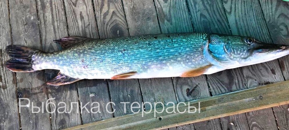 Люблю путешествовать и рыбачить 