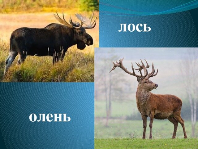 Лось и лосиха отличия фото