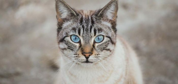 фото охос азулес