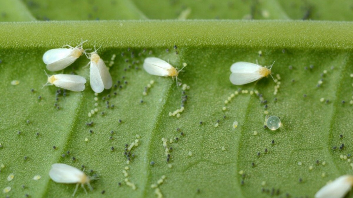 Фото: Andrea Sala Откладка яиц самкой в виде кольца