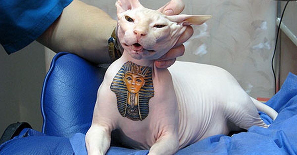 Тутанхамон на сфинксе. Кот в наркозе, судя по всему.