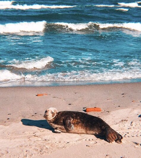 📷 фото @fishka740740 спасибо 😉  Тюлень на Балтике