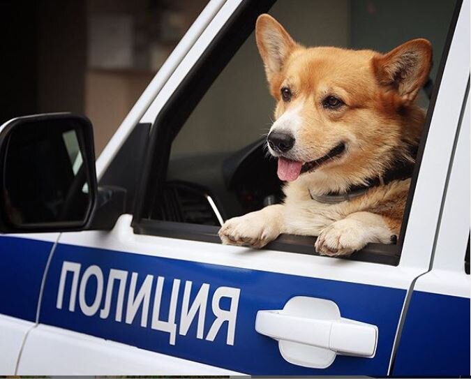 Инстаграм corgi_police_dog