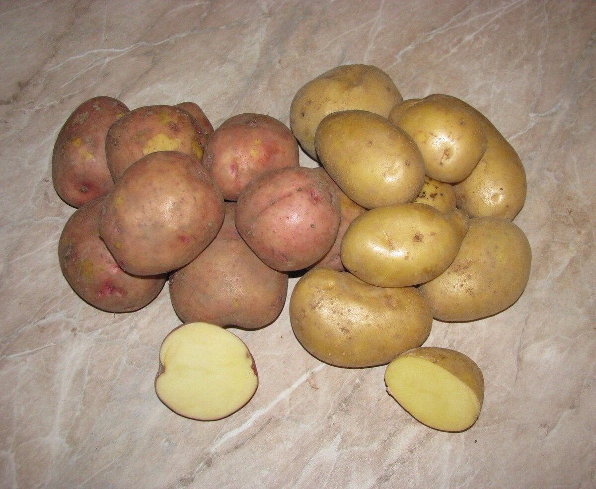 Наша картошечка