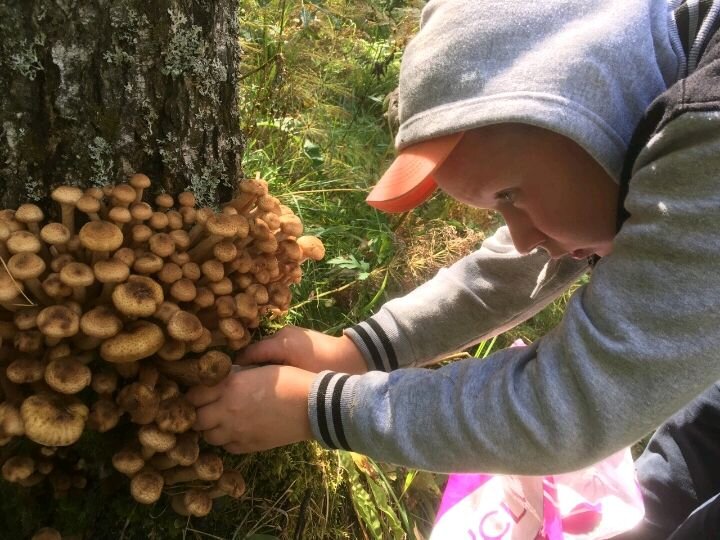 Маринованные грибные слайсы с ярким ароматом болгарского перца.