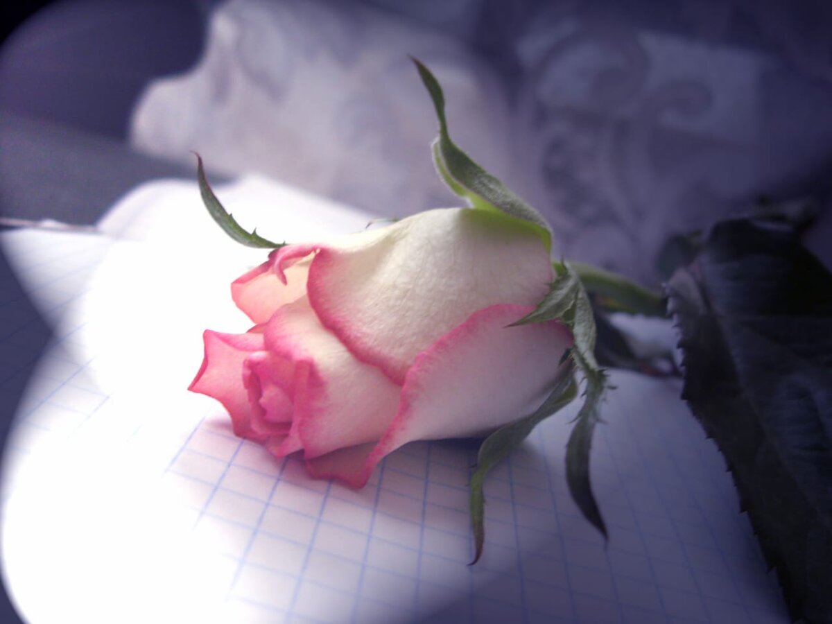 Поэзия для меня - как красивый цветок на тетрадке. Фото автора