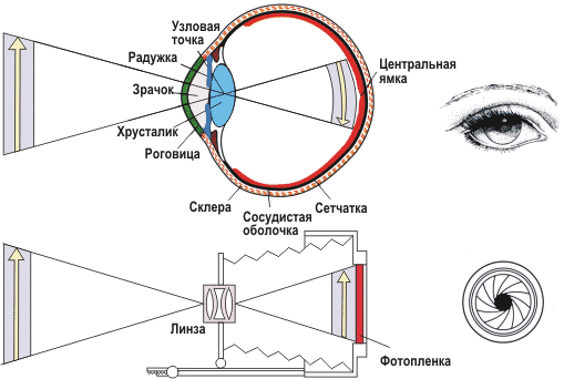 Часть глаза способная рефлекторно менять диаметр в зависимости от интенсивности освещения на рисунке