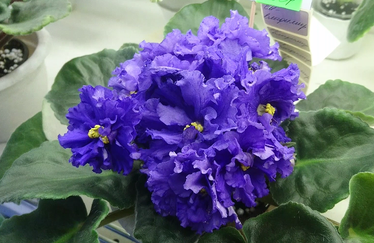 ЕК-Владимир