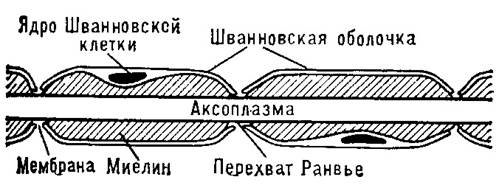 Рисунок 2 – Шванновские клетки (Bhatheja K., 2006). 