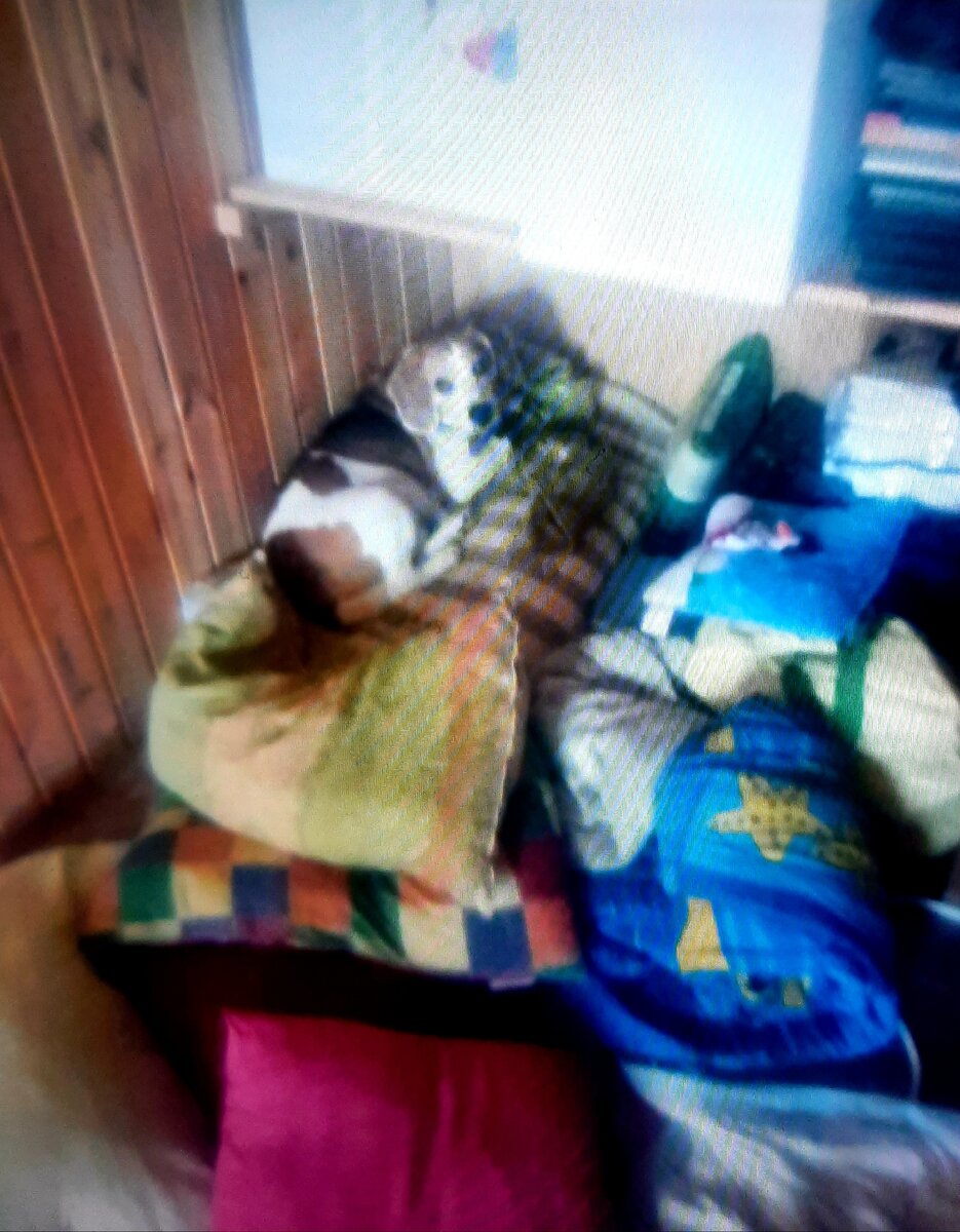 Бигль Вист и разобранная дача (фото автора)