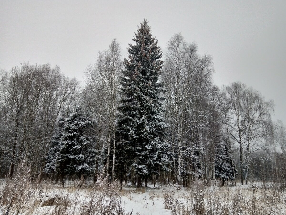 Фото автора. Красавица-ель...