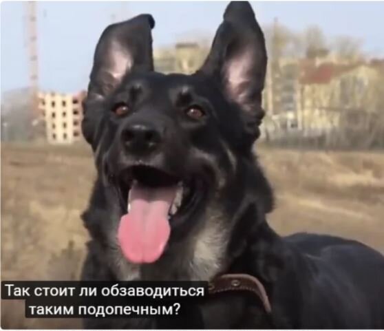 Карне 2 года