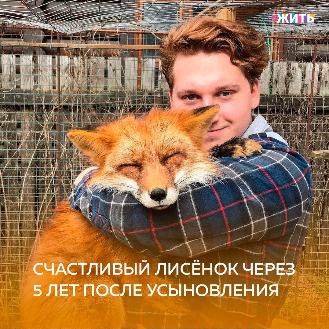 Этот лисёнок вырос на звероферме, где его выращивали ради меха, однако, животному очень повезло, что парень по имени Ярослав, сумел забрать его себе домой, и вот, они неразлучны уже 5 лет!🙌 
Первое время лисенок не хотел ни с кем общаться, но потом привык. Отпускать в дикую природу его нельзя, он не выживет☝

Ярославу пришлось немало потрудиться, чтобы изучить и приручить животного, лис - не домашний, даже несмотря на привязанность к человеку, он может его укусить. Сейчас Ярослав знает все тонкости поведения лиса☝

Спасибо этому молодому человеку за то, что не дал пропасть лисенку и стал для него настоящим другом🙏

А Вы бы хотели себе такого забавного домашнего питомца?

#жить #проектжить #добро #животные