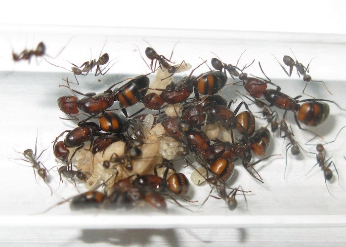 Многоматочная колония Camponotus Nicobarensis 