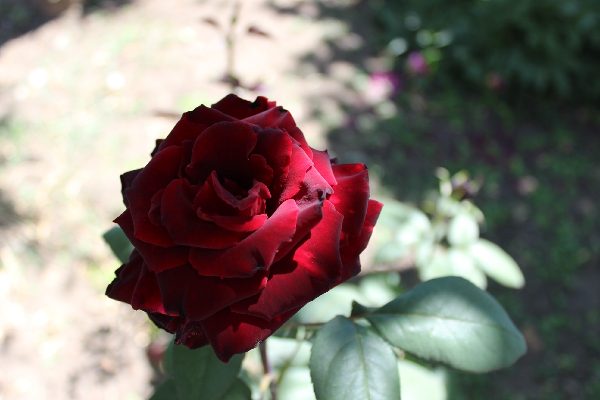 Розы нам даны природою, чтобы пахли и цвели, А еще они являются тайной азбукой любви.
Белый цвет символизирует восхищенье и любовь,
Красный — страсть нетерпеливую и волнующую кровь.
Розы светлого окраса предлагают руку дружбы,
А молоденьким девицам перламутрово-жемчужный.
В общем, если нам о розах все как следует узнать,
Можно молча и без писем все подругам рассказать.