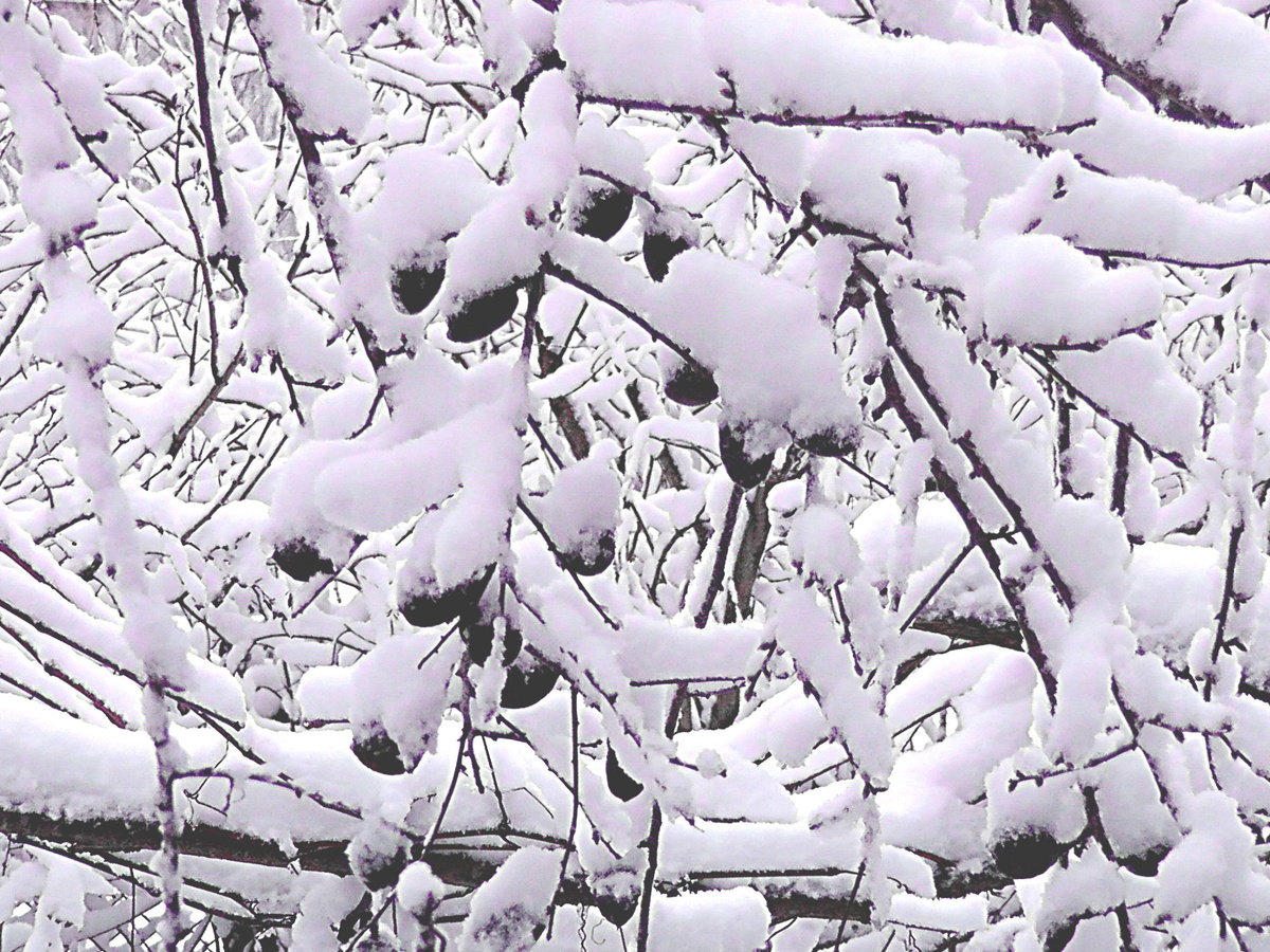 Январь в Болгарии. Фото автора.