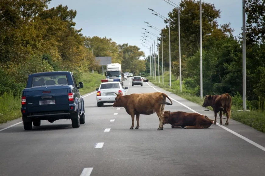Местные хозяева дорог