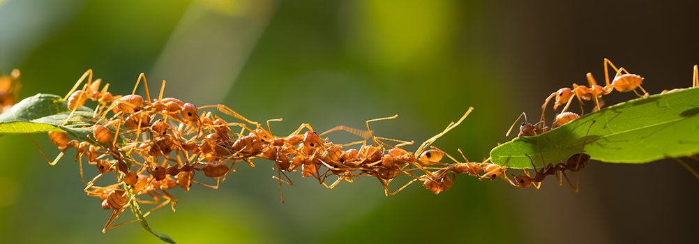 Рыжие муравьи не выносят холода и часто селятся там, где есть тепло и еда. Насекомых можно встретить на дачах, в частных и многоквартирных домах.-2