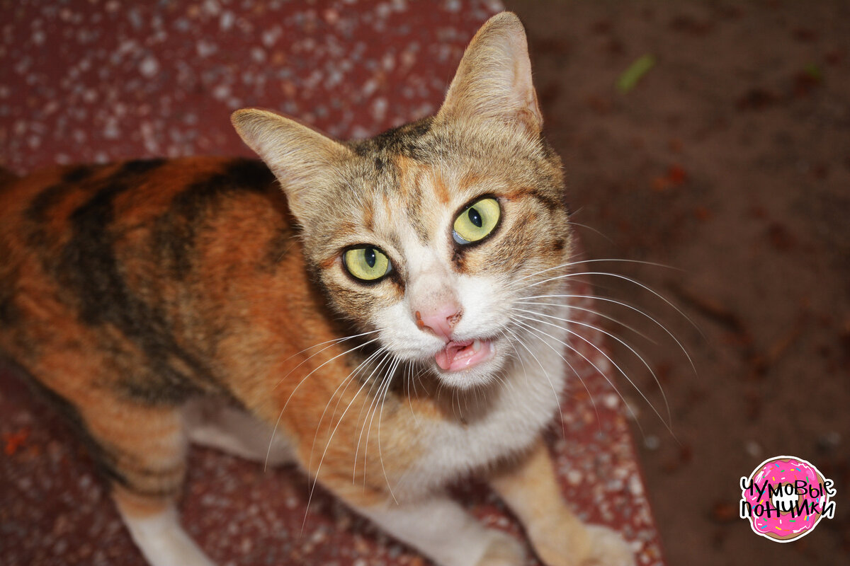 Фото авторское