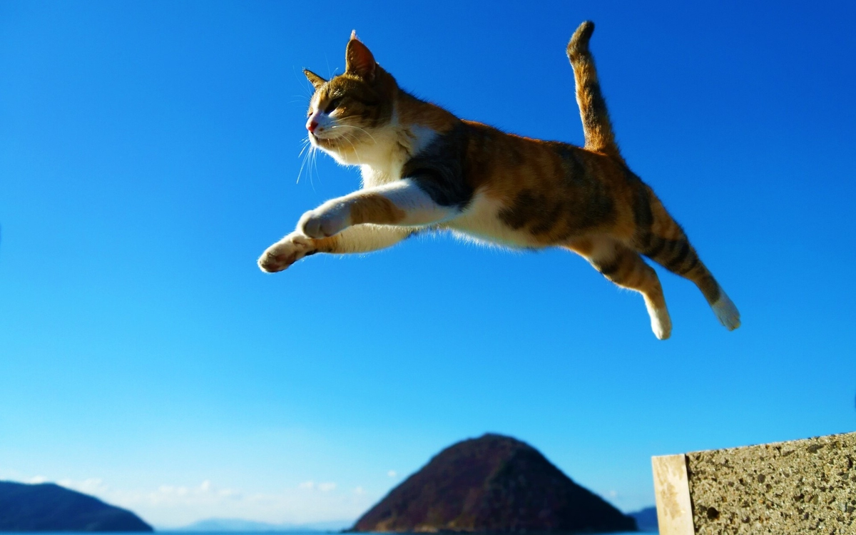 Кошка в прыжке. Кот летит. Летающий кот. Кошка в движении. Кошки способны