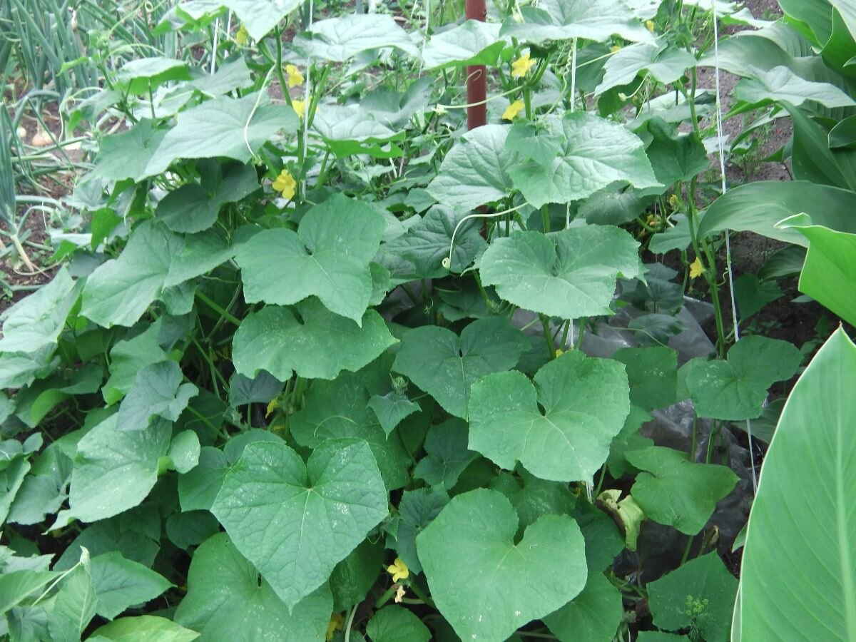 Способ посадки огурцов елочкой. Фото автора
