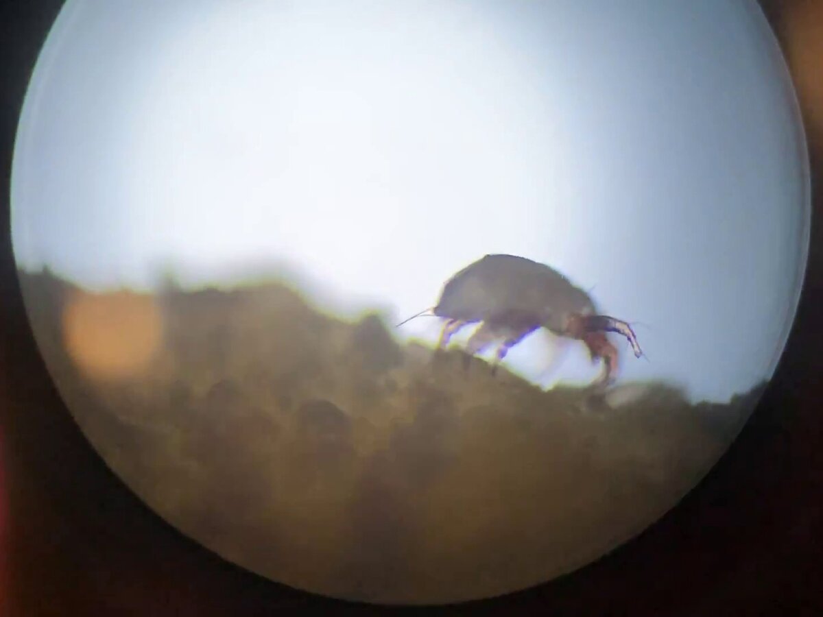 Клещ под микроскопом