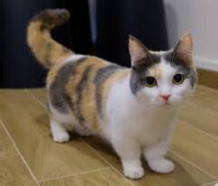 Взрослая кошка.