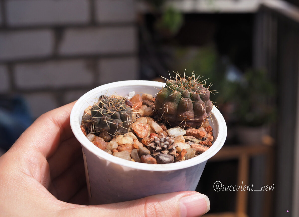 Мой ГРУНТ для суккулентов🌵❤️ | succulent_new | Дзен