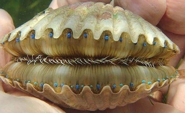 Фото из интернета: https://ic.pics.livejournal.com 