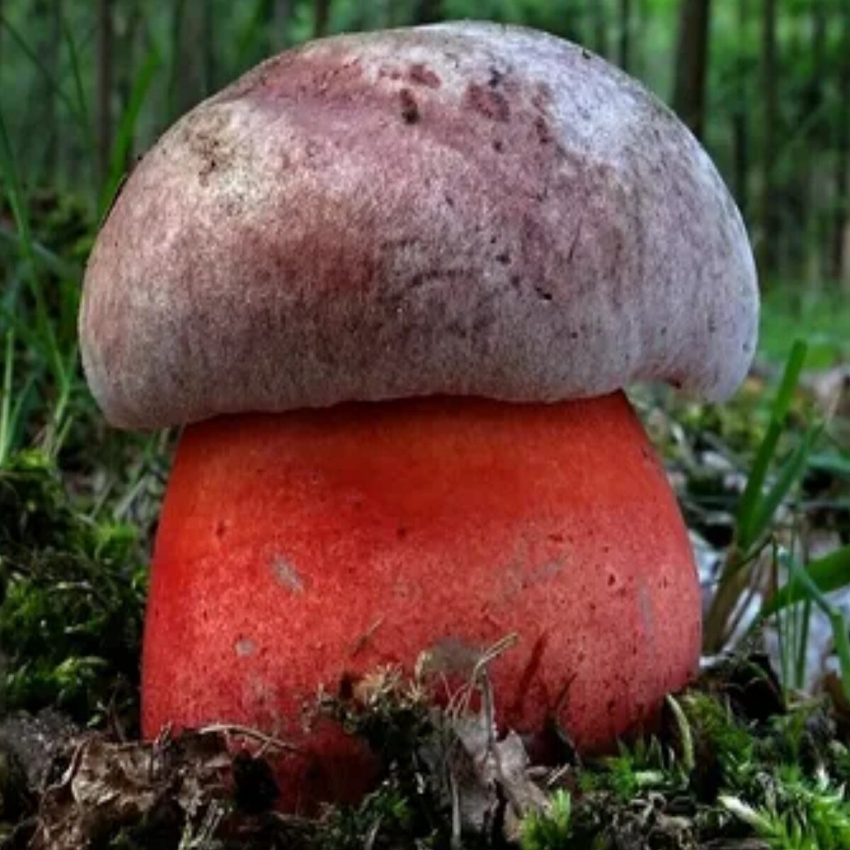 Сатанинский гриб - описание, фото ядовитого гриба