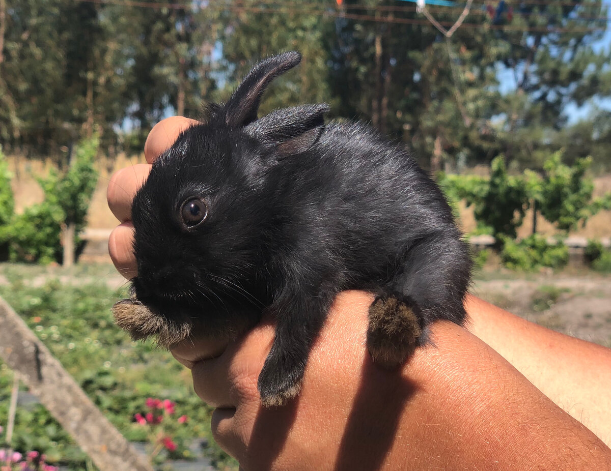 Такого мальца поймали наши коты