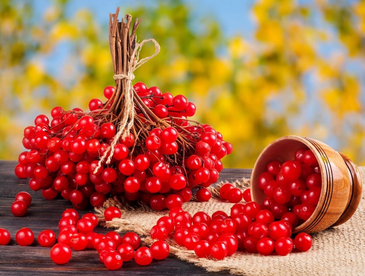 мы обычно собираем калину после мороза, так уходит горечь