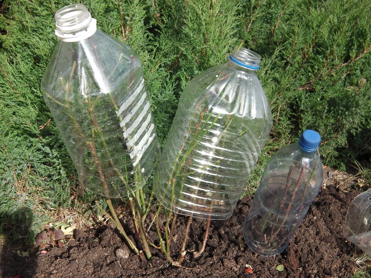 Укрытие роз колпаками. Фото автора