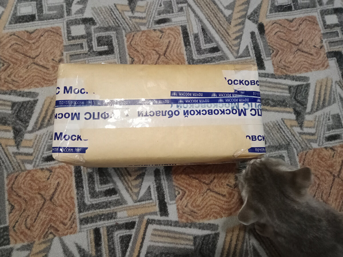 Кошка исследует незнакомый предмет 😁