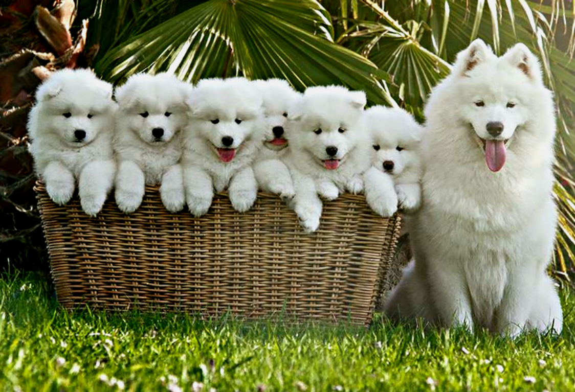 Самоедский шпиц. Фото samspring.com