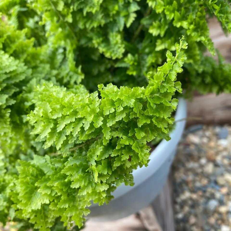 Fluffy ruffles. Нефролепис флаффи. Папоротник флаффи. Нефролепис кордитас. Fluffy ruffles.