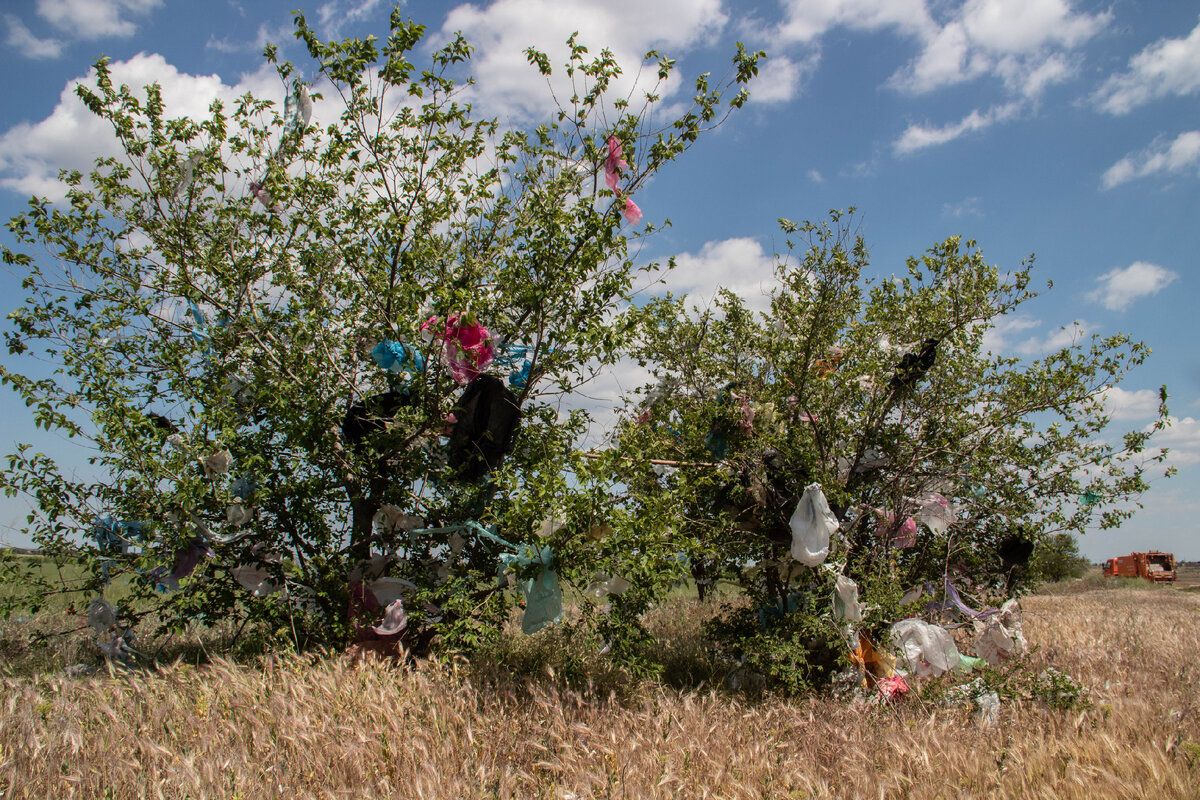 Сколько заповедных уголков огорчают деревцами, на ветвях которых висят отслужившие своё пакеты!